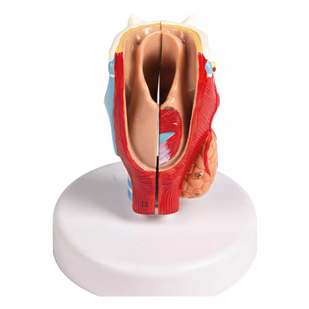  Life size larynx model