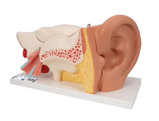  Model ear