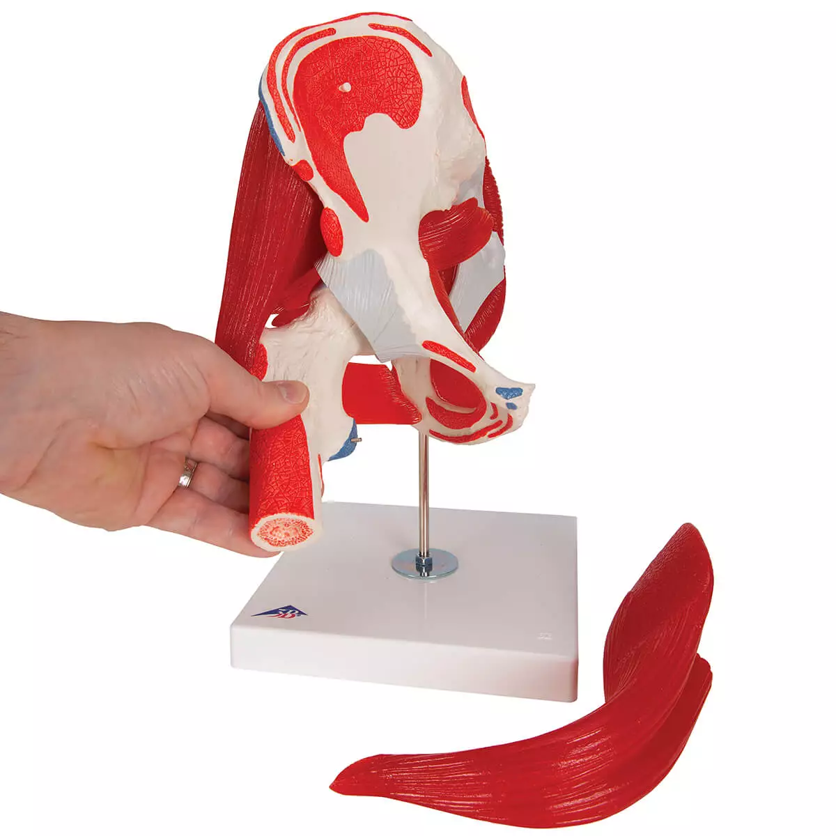  Hip joint model