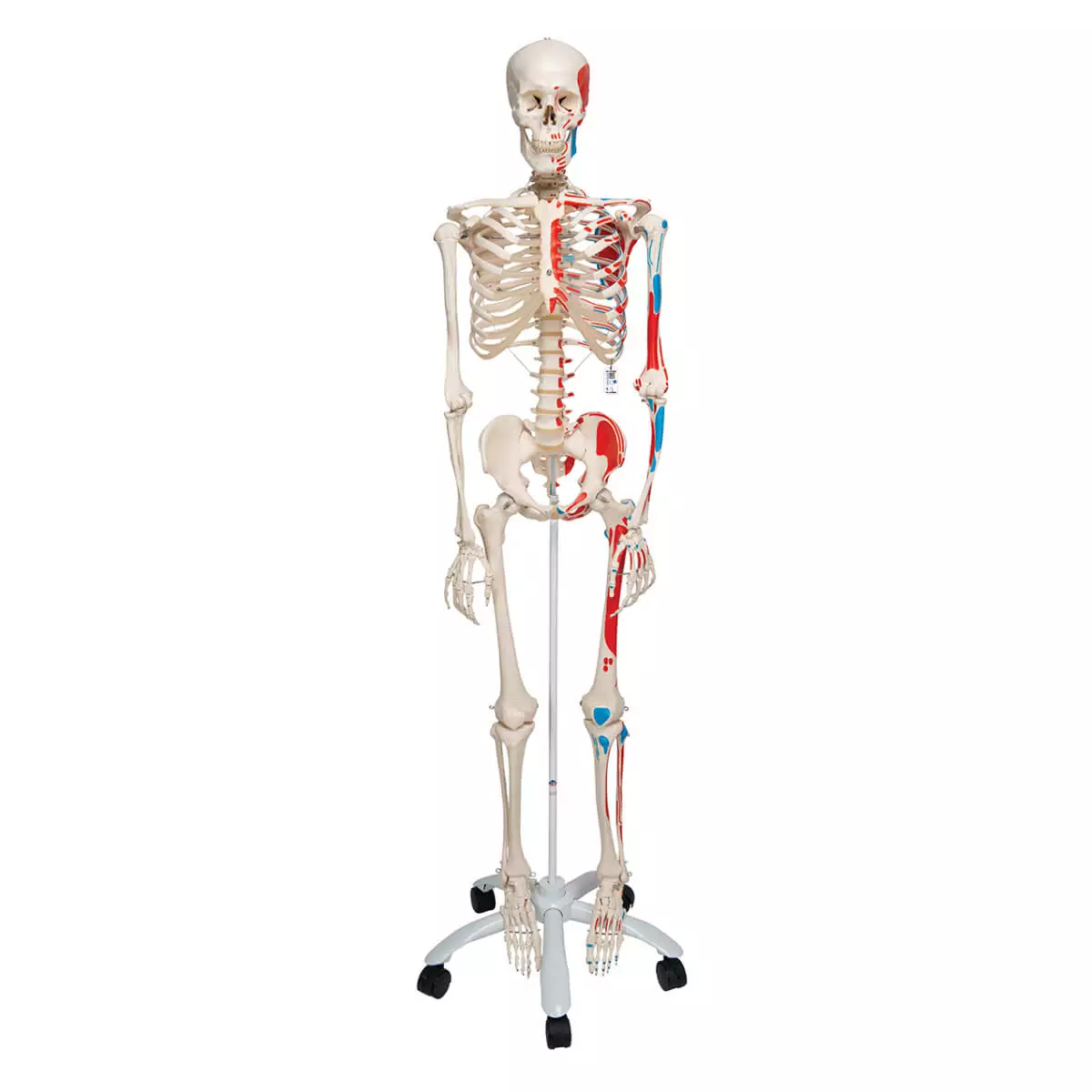  Max muscle skeleton