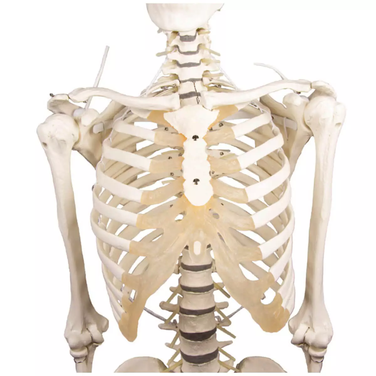  Skeleton "Hugo" with movable spine