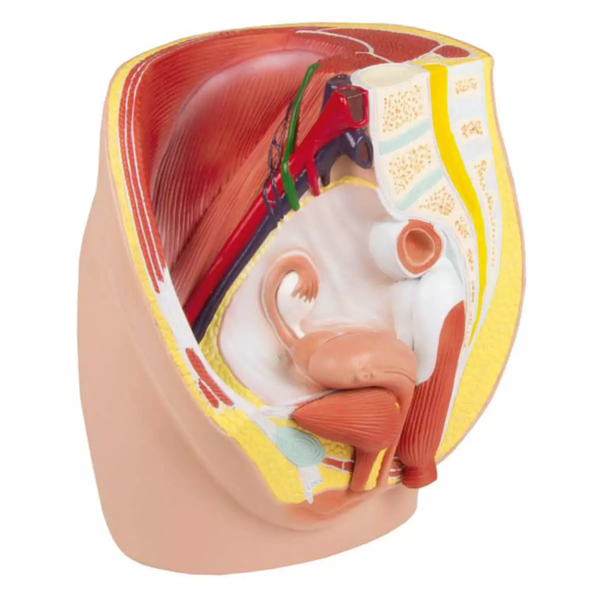  Female pelvis section model