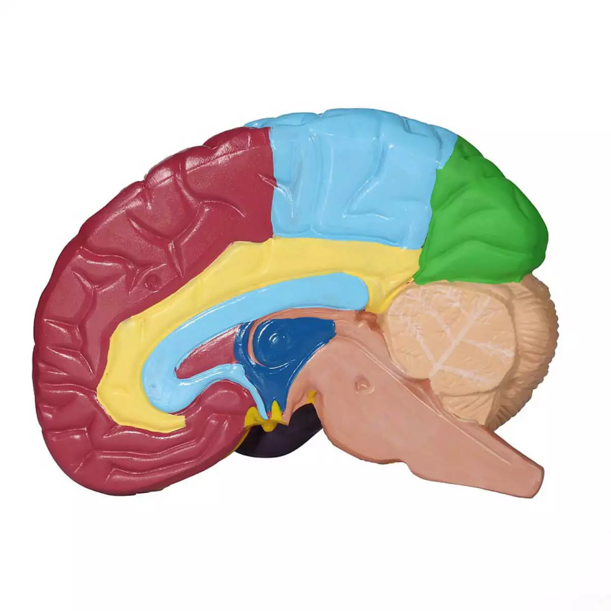  Brain model of the Brodmann areas