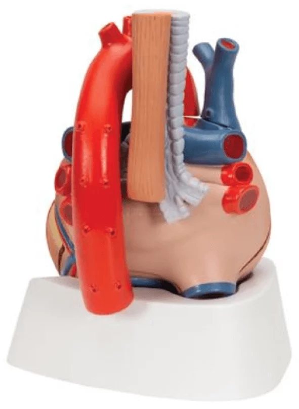  Heart model 7 pieces