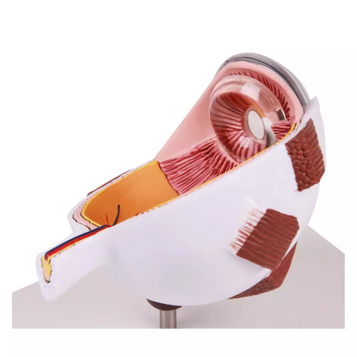  Enlarged cutaway eye - EZ Augmented Anatomy